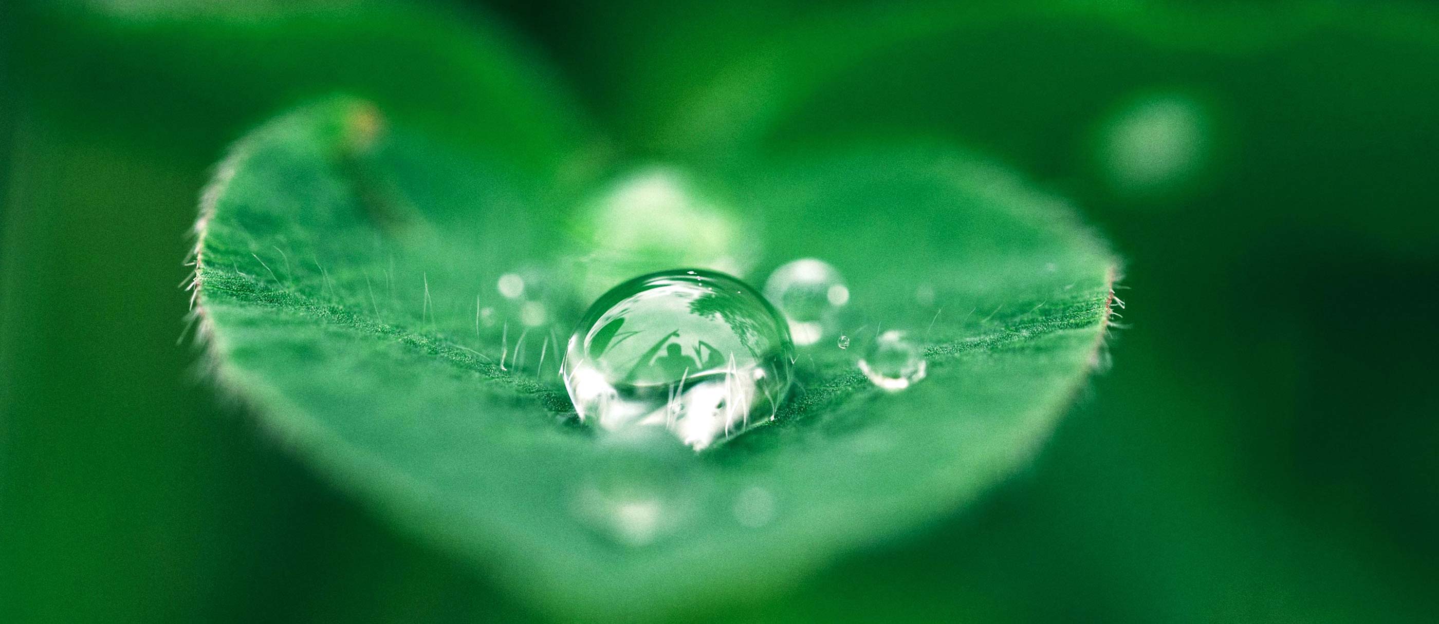 A raindrop on a leaf